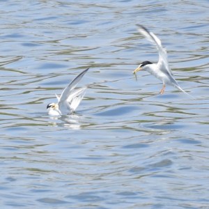 192705242_10158010333490108_8980707603917633816_n