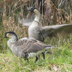 A427912F-C112-4F26-B9B9-4D8CBDAE9CB1