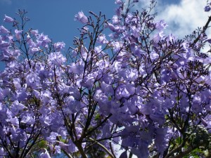 Sublime-arbre-fougere-en-fleurs