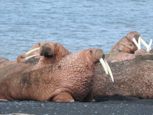 Walrus excellence