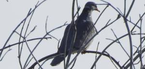 270111571_10158338830555108_7272733409014260031_n