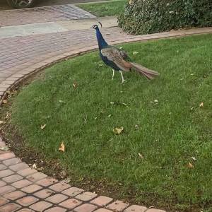 245816130_10158216672910108_4457850825083495384_n