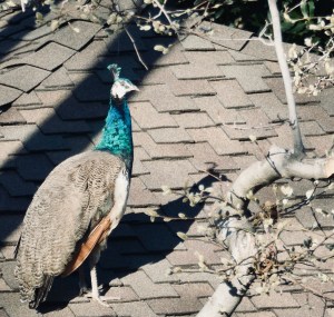 6a00d834535cc569e20240a50b5dbf200b