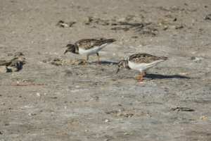 246196194_10158218199375108_5912373675012626103_n