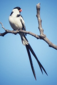 FullSizeRender (1) 2